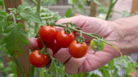 Manos-Masculinas-Están-Recogiendo-Cuidadosamente-Tomates-Maduros-De-Un-Arbusto-De-Tomate-En-El-Jardín