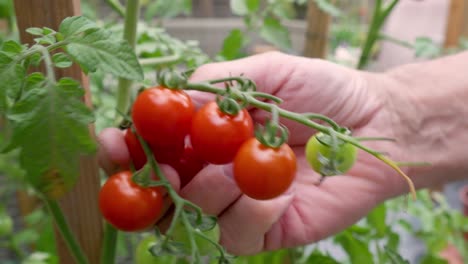 manos masculinas están recogiendo cuidadosamente tomates maduros de un arbusto de tomate en el jardín