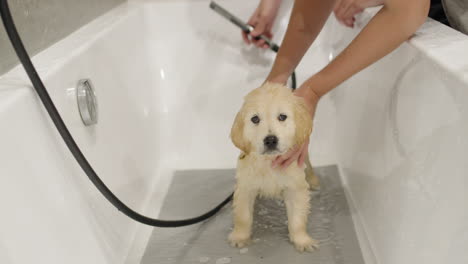 un lindo cachorro de un golden retriever se baña en una bañera, regado con una manguera de ducha