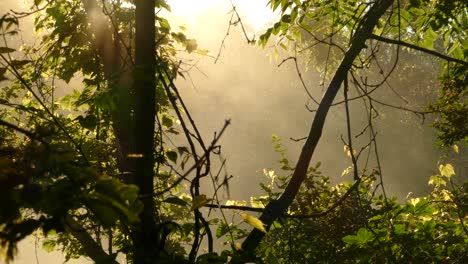 insects flying in a misty golden fog in a forest environment