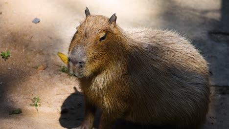 capibara sentado tranquilamente en un área iluminada por el sol