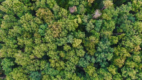 dense forest canopy from above