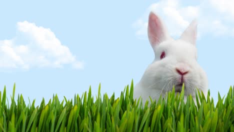 Animation-of-easter-bunny-in-grass-over-blue-sky