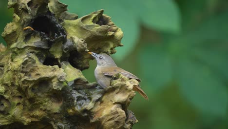 a little horsfield's babbler bird is eating a caterpillar on a dry branch