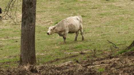 Schmutzige-Weiße-Kuh,-Die-Am-Baum-Weidet