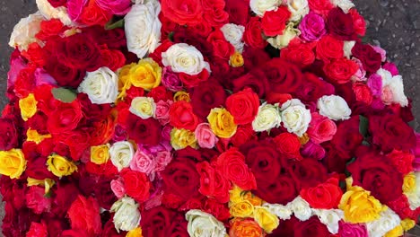 un tiro de rosas coloridas empaquetadas en un ramo y puestas a la venta en el mercado de flores de bangalore