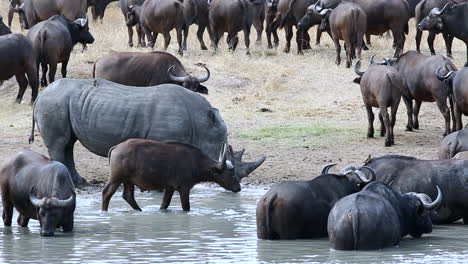 rinoceronte blanco solitario bebe de un abrevadero rodeado de búfalos africanos