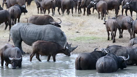 lone white rhino drinks from a watering hole surrounded by african buffalo