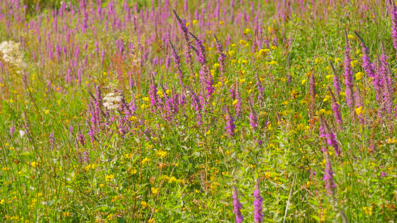 Wide View of Colorful Summer Meadow with Multiple Purple and Yellow Wild Flowers with White Butterflies. Wildlife Animals in Natural Environment