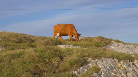 a brown cow grazing on the green grass in the rocky field in connemara, ireland - wide shot