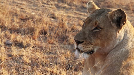 close-up of a female lion's head in the wild with copy space on the left