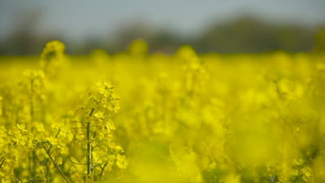 oilseed rape blooms close to a light wind and nice weather 50fps