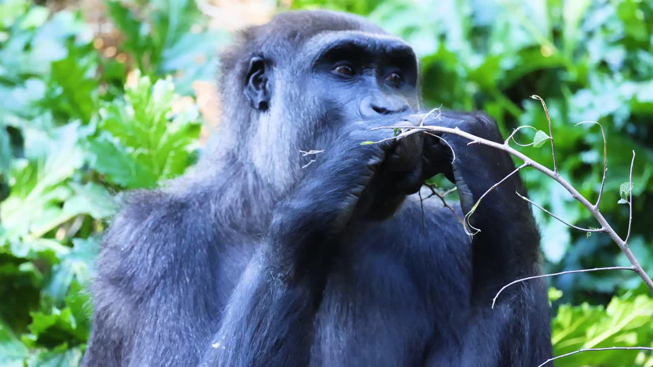 gorila comiendo una rama en la vegetación exuberante