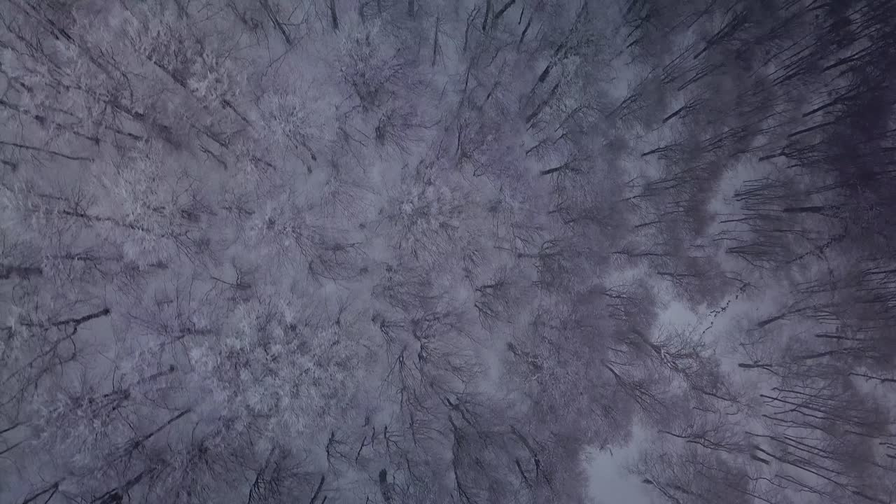 A top down view of snow covered trees shows a dense forest landscape in winter The image is somewhat muted and the trees are uniformly covered in white