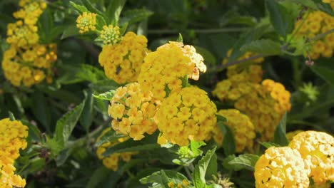 Una-Lantana-Dorada-En-Plena-Floración-En-Un-Jardín