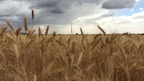 Un-Movimiento-De-Cámara-De-Un-Campo-De-Trigo-En-Cámara-Lenta