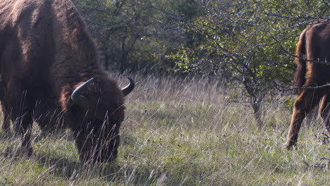 Zwei-Europäische-Bisons-Bonasus-Grasen-In-Einer-Grasbewachsenen-Steppe,-Windig,-Tschechien