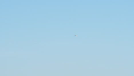 gaviota volando distante en cielos azules en cámara lenta