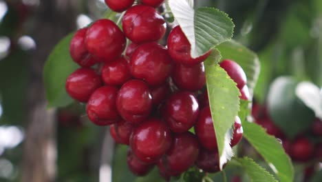 Ripe organic cherries ready to be harvested as fresh ecological food