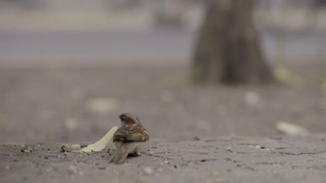 a single yellow leaf blows away as a small brown sparrow suddenly turns and takes flight, slow motion