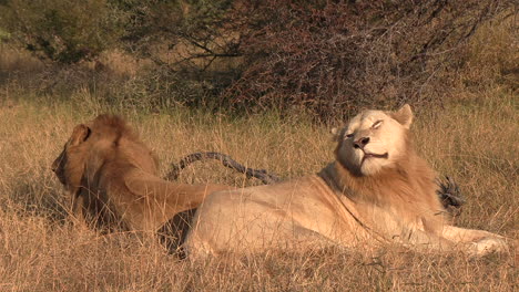 Un-León-Macho-Blanco-Salvaje-Descansando-En-La-Hierba-Con-Su-Hermano