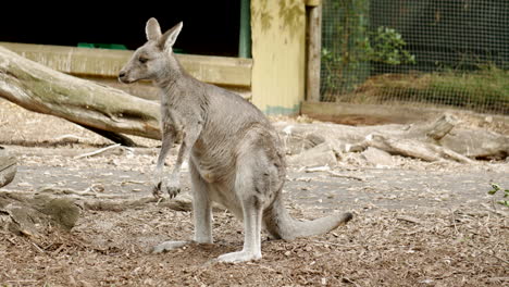 australian red necked wallaby in a wildlife sanctuary