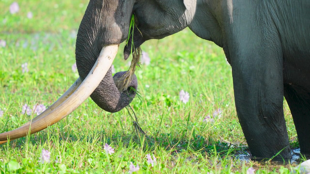 Un maestoso elefante selvatico con grandi zanne mangia erba fresca in un vibrante campo verde in India. Ripresa cinematografica al rallentatore che evidenzia la conservazione della fauna selvatica e la sostenibilità
