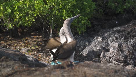 a beautiful video featuring a pair of blue-footed boobies interacting on a rocky outcrop in the galápagos islands, ecuador.