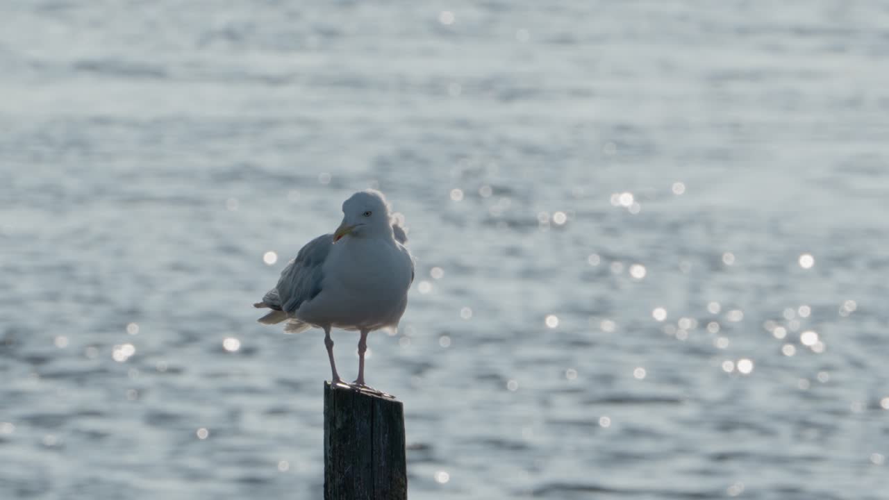 Wooden Posts, Perched Seagull, Marine Wildlife, Slow Motion Satlwater