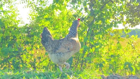 Pollo-Solitario-En-Prado-Verde-En-Un-Día-Soleado,-Vista-De-Cerca