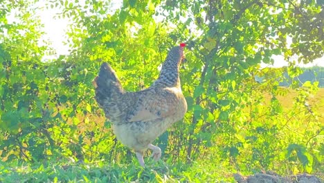 pollo solitario en prado verde en un día soleado, vista de cerca