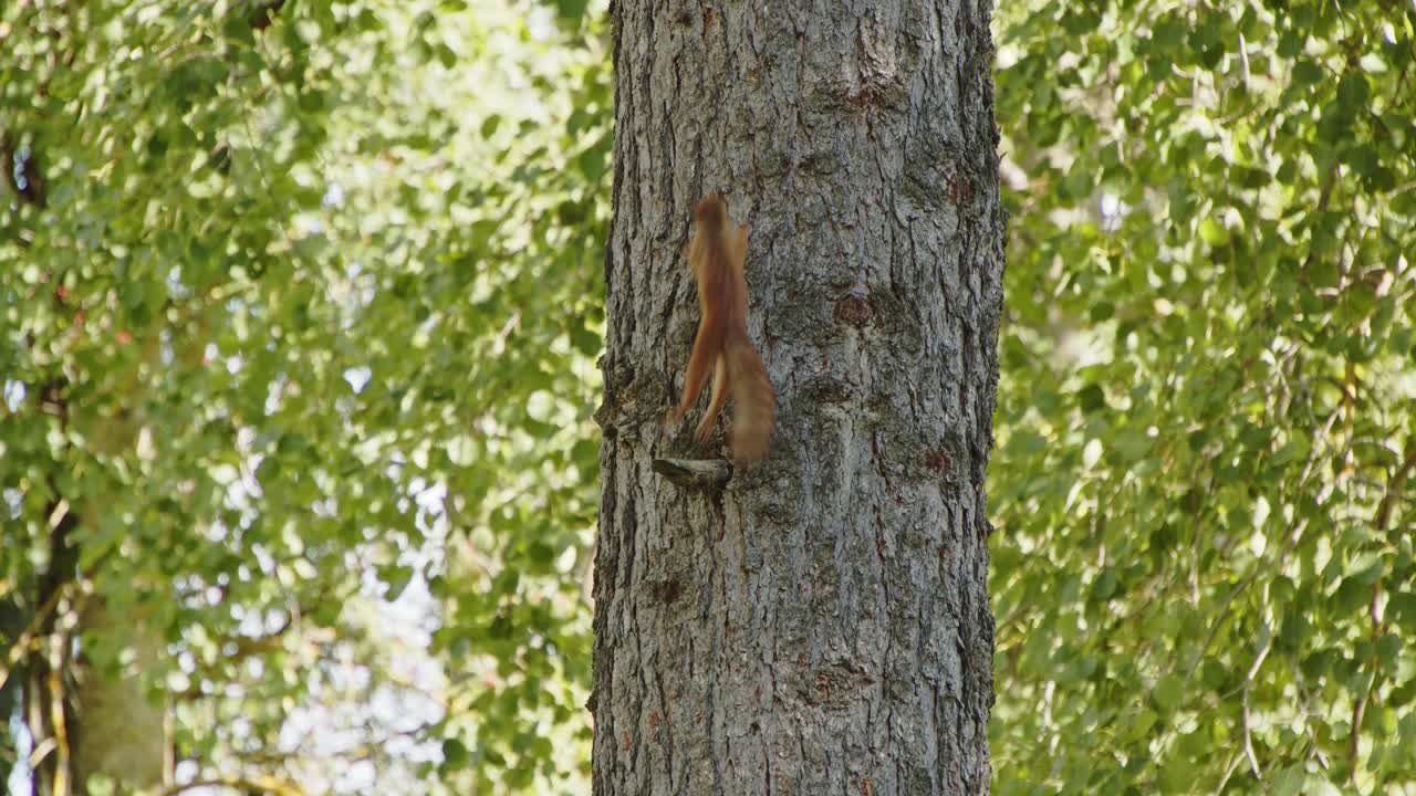 Red squirrel eating and climbing from tree trunk in Jyväskylä, Finland forest - 4k, 24fps