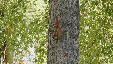 Ardilla-Roja-Comiendo-Y-Trepando-Por-El-Tronco-De-Un-árbol-En-Jyväskylä,-Bosque-Finlandés---4k,-24fps