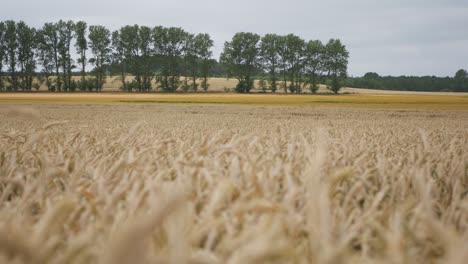 Trigo-Dorado-O-Centeno-Listo-Para-La-Cosecha,-Balanceándose-En-El-Viento,-Campo-Agrícola,-Belleza-Del-Campo,-Tiro-Firme