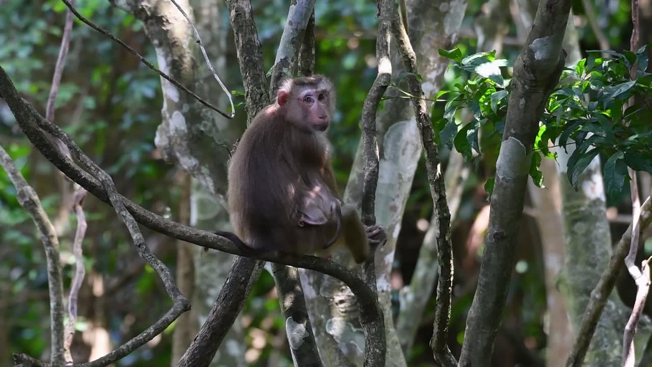 el macaco de cola de cerdo del norte es un primate que se encuentra comúnmente en el parque nacional de khao yai, aunque es una especie vulnerable
