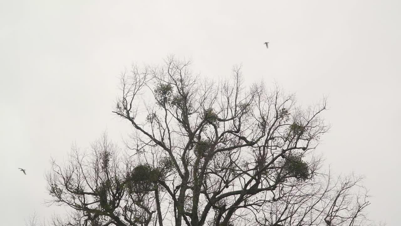 View of a creepy tree with some birds flying in the background