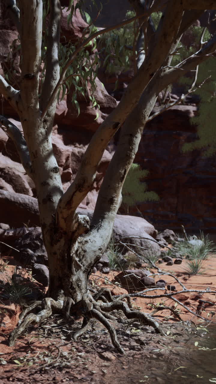 A lone tree in a desert canyon