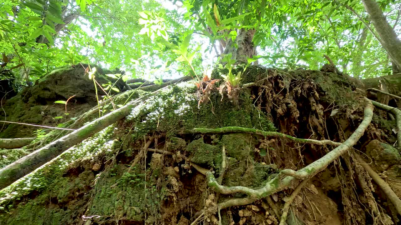 태국에서 활기찬 초록색과 모스로 인 바위