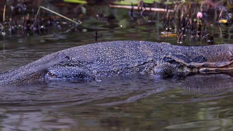lagarto monitor de agua malaya arrastrándose en aguas poco profundas en un pantano de manglar - cerrar