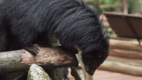 Nahaufnahme-Von-Binturong-Oder-Bearcat,-Die-Im-Zoogehege-Entlang-Gehen