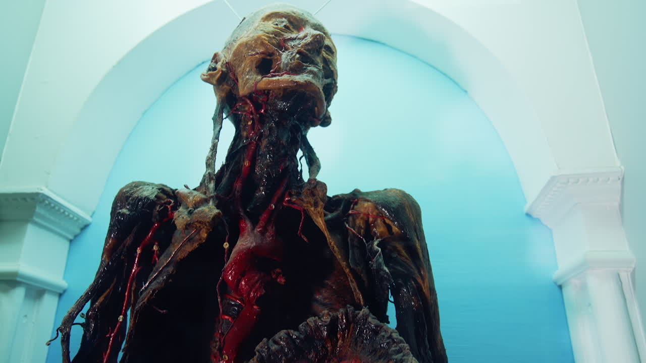 Human model at museum. Interior view of human organs in anatomical museum