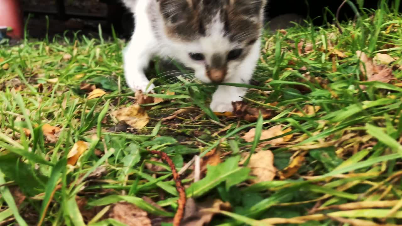 Cute kitten playing in grass in front of a small wooden house