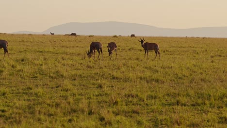 Slow-Motion-of-African-Wildlife-Animals-on-Safari-Game-Drive,-Driving-Through-Savannah-Landscape-Scenery-in-Africa-in-Maasai-Mara-National-Reserve-in-Masai-Mara-in-Beautiful-Golden-Sunlight