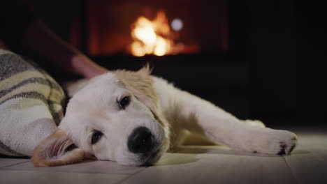 pet owner and cute golden retriever puppy resting near a burning fireplace