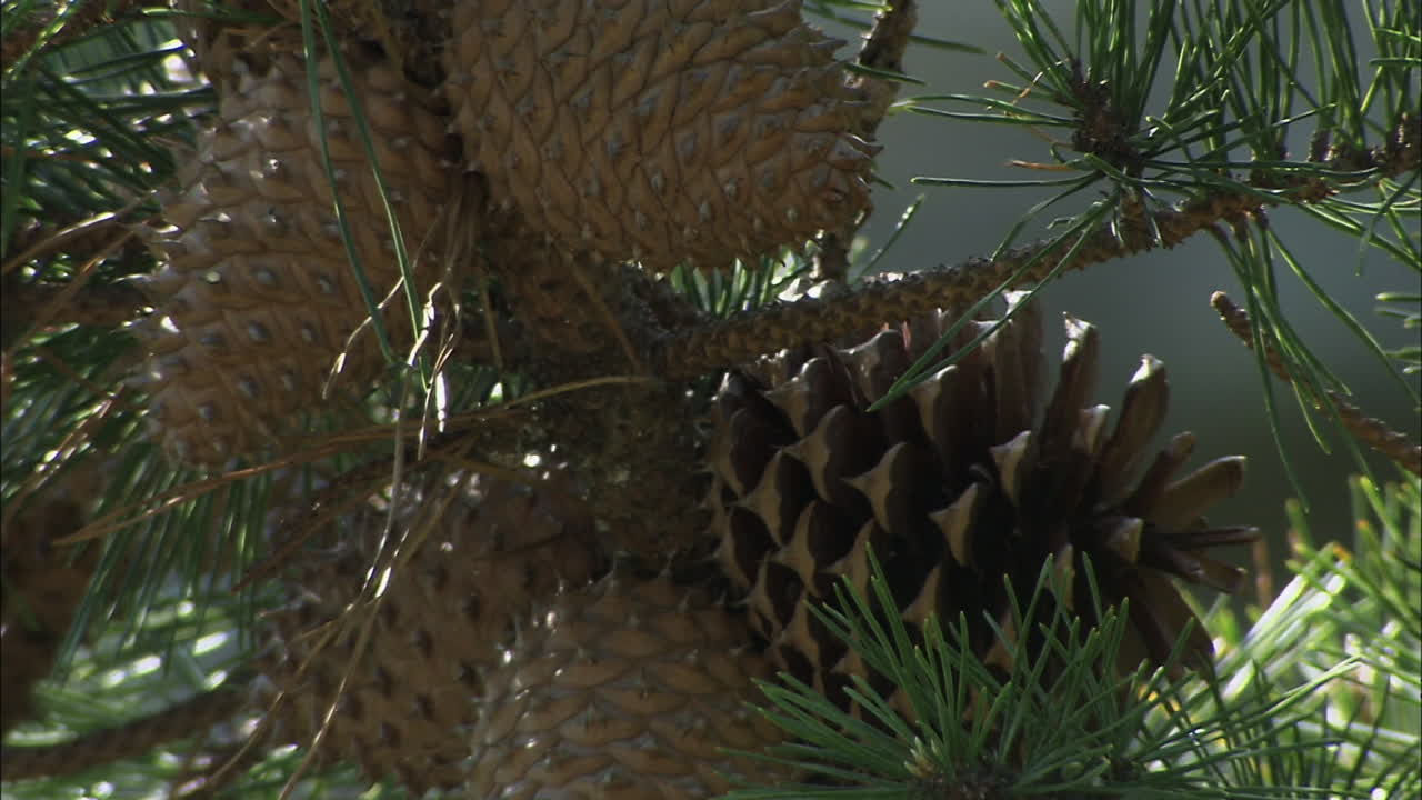 plano cerrado de piñas