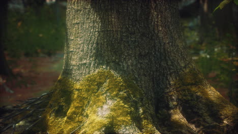 tree roots and sunshine in a green forest with moss