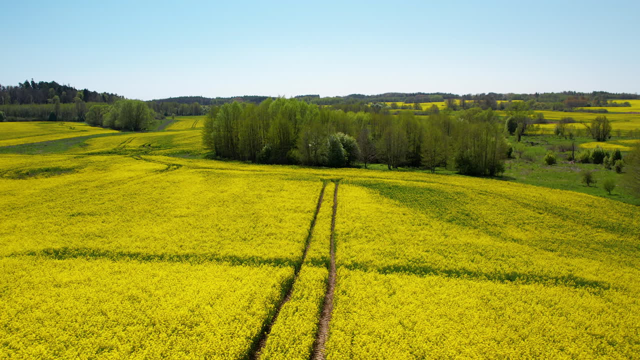 Beautiful aerial view of pathways between vibrant yellow rapeseed farms