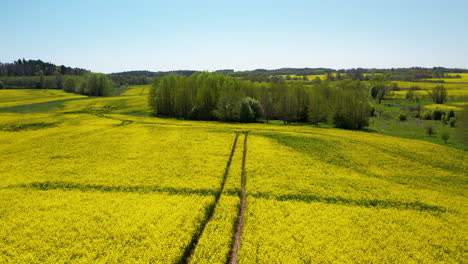 Beautiful-aerial-view-of-pathways-between-vibrant-yellow-rapeseed-farms