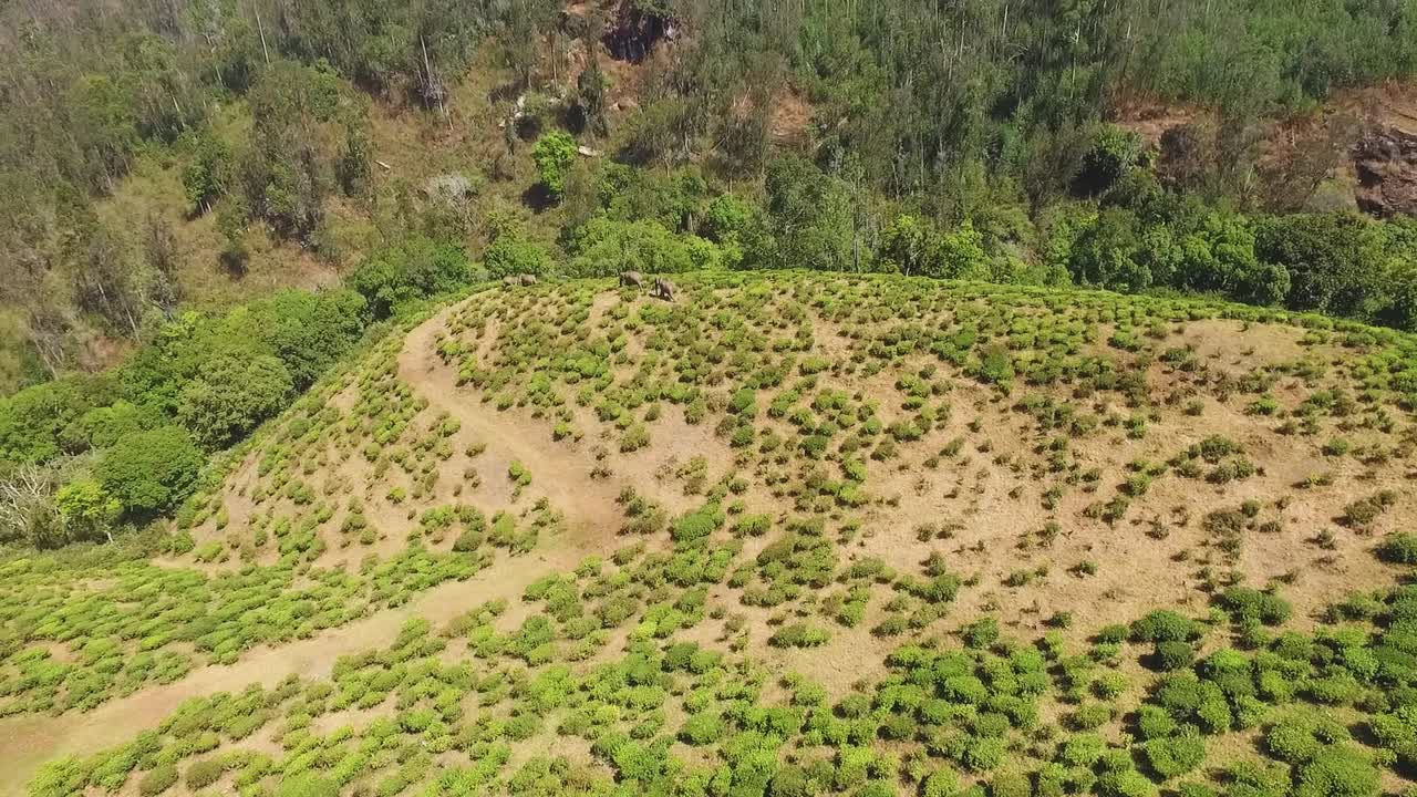 Wild asian elephant group on tea plantation,aerial videography,drone
