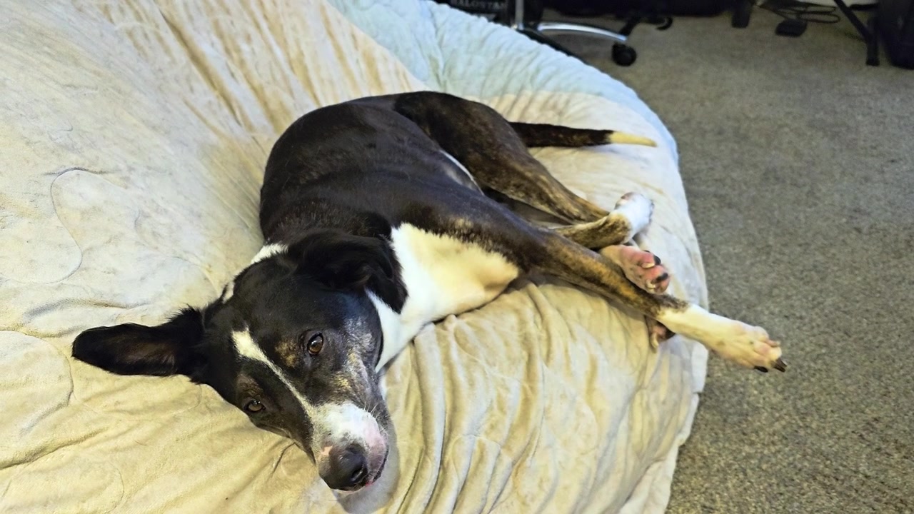 Un simpatico cane bianco e nero si rilassa su un morbido divano mentre scodinzola dolcemente, stirandosi con gli occhi assonnati in un accogliente ambiente domestico interno per riprese di uno stile di vita tranquillo di un animale domestico